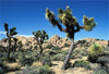 joshua tree