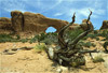 desert photos