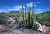 organ pipe cactus