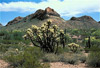 organ pipe cactus