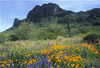 picacho peak