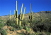 saguaro cactus