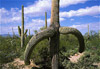 saguaro cactus