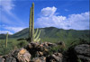 saguaro cactus