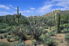 saguaro cactus