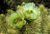 teddy bear cholla