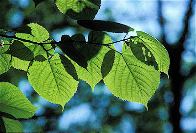 Basswood Leaves