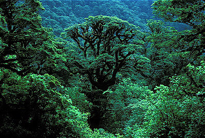 Beech Forest