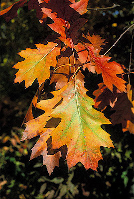 Black Oak Leaves