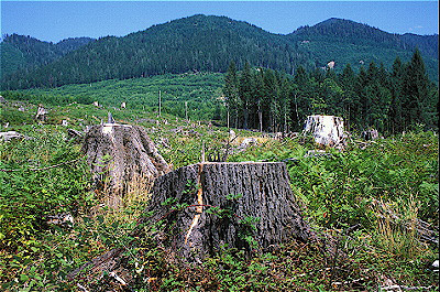 Clear-cut Forest