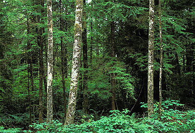 Coastal Forest