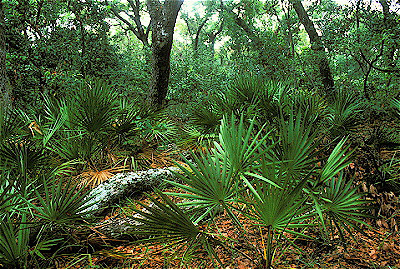 SubTropical Forest