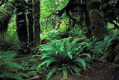 Hoh Rain Forest