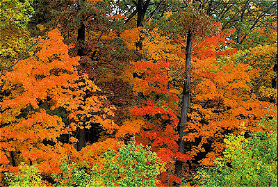 Eastern Deciduous Forest