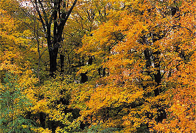 Eastern Deciduous Forest