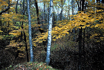 Eastern Deciduous Forest