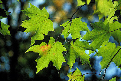 Sugar Maple Leaves