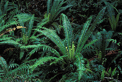 Sword Fern