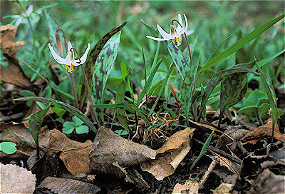 Trout Lily