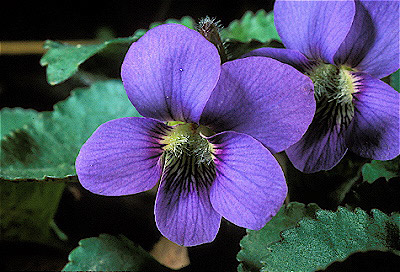 Violets