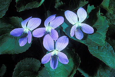 Violets