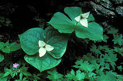 White Trillium