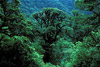 beech forest