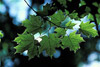 sugar maple leaves