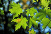 sugar maple leaves