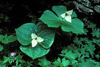 white trillium