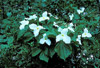 white trillium