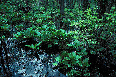 Cowles Bog