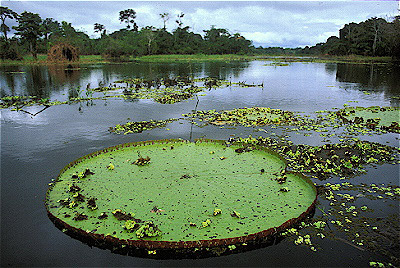 Giant Water Lily