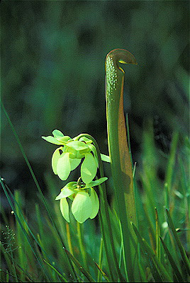 Hooded Pitcher Plant