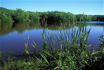 Mrazek Pond