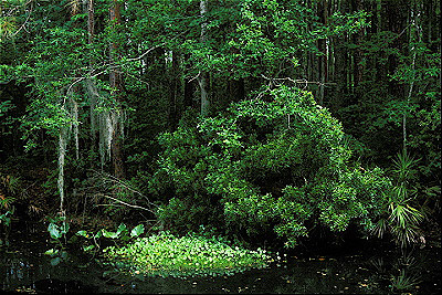 Okefenokee Swamp