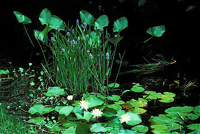 Okefenokee Swamp