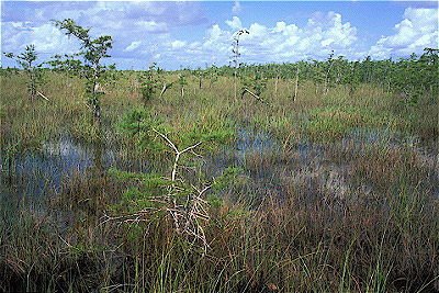 Everglades