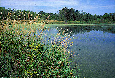 Volo Bog pond