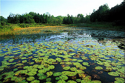 Presqu'ile-Pond 