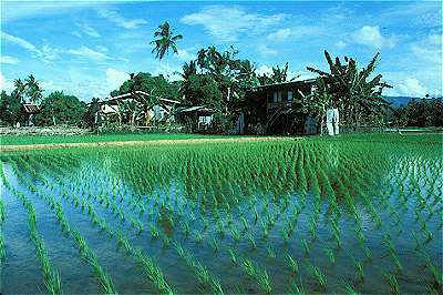 Rice Paddy