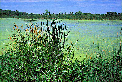 Stover Marsh