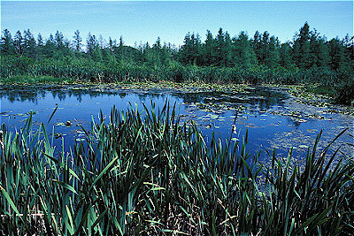 Volo Bog