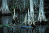 cypress knees w/ alligator