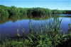 mrazek pond