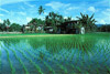 rice paddy