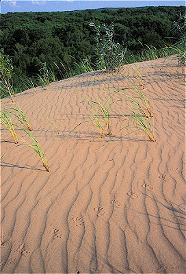 Grand sable Dunes