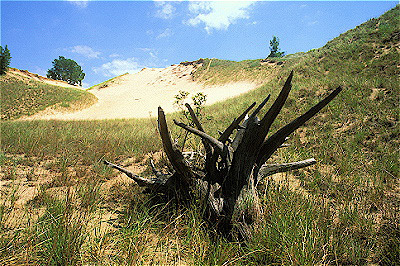 tree graveyard