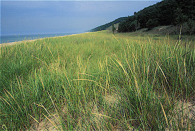 marram grass