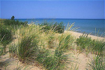 Marram Grass